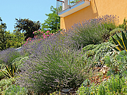 Flowering sage