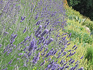 Flowering lavender